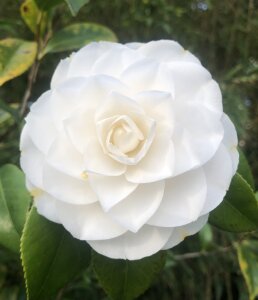 Camellia Dahlonega